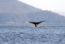 Canada-British Columbia-Islands in the Mist - Queen Charlotte